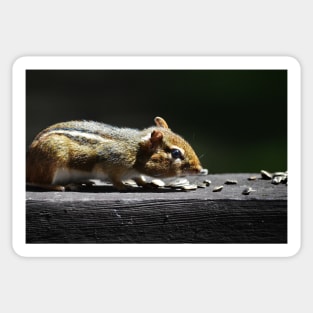 Chipmunk Sticker